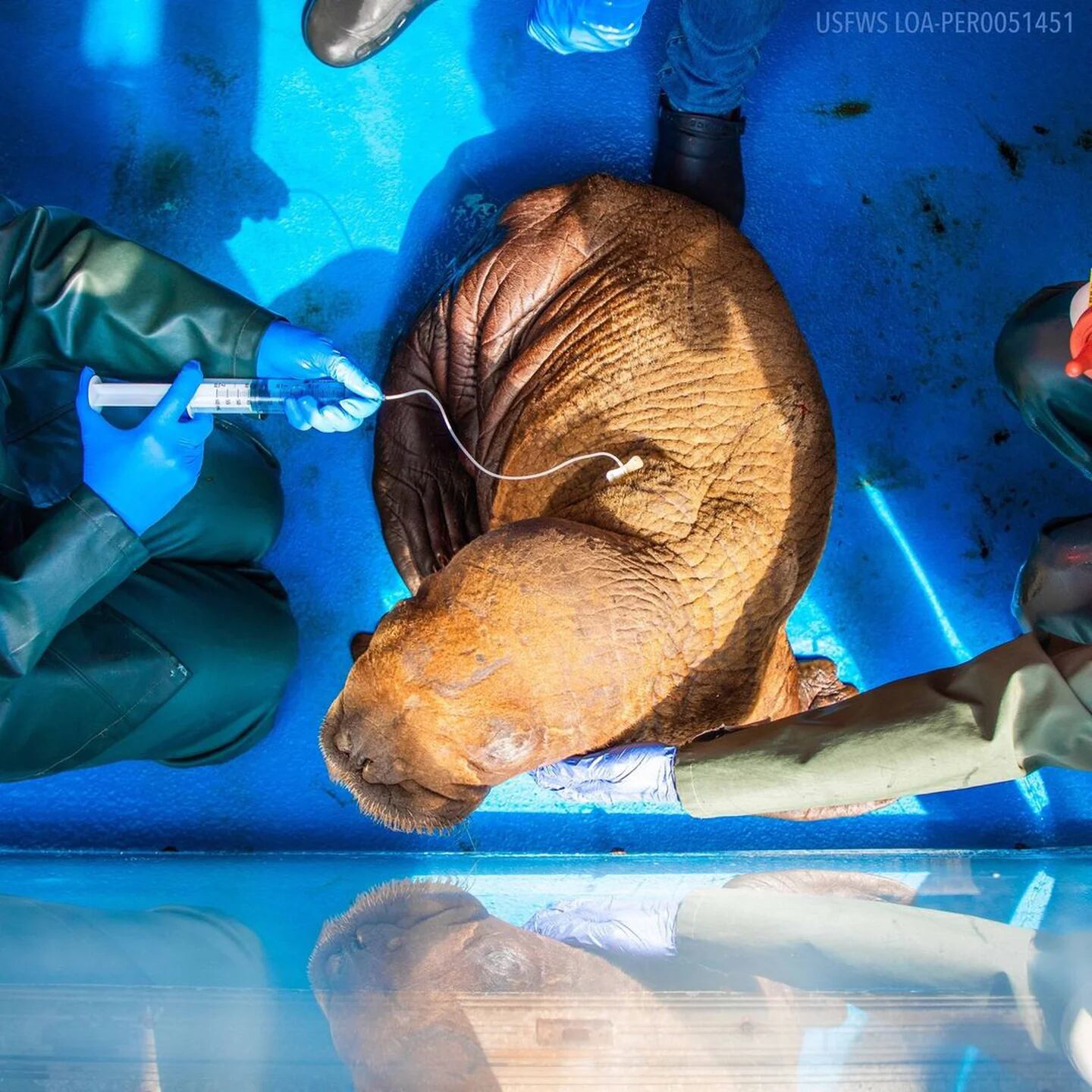 Una rara cría de morsa fue rescatada en Alaska, donde fue hallada  deambulando sola