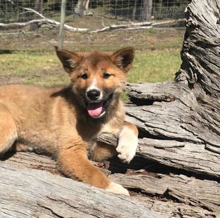 El dingo es un cánido salvaje nativo de Australia. La especie está actualmente clasificada como 