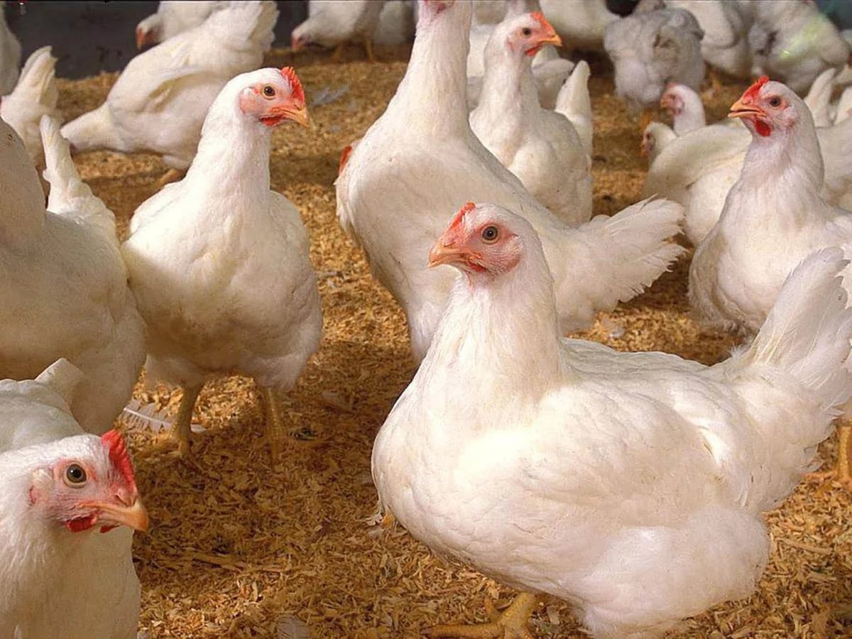 El mito detrás del uso de hormonas de crecimiento en el pollo - Infobae