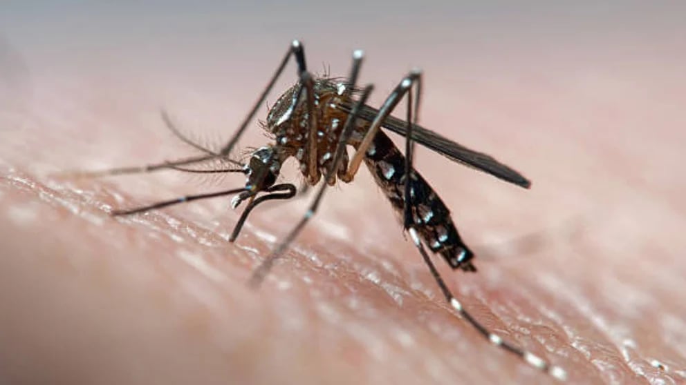 Por qué en marzo podría ocurrir otro pico de casos dengue en Argentina