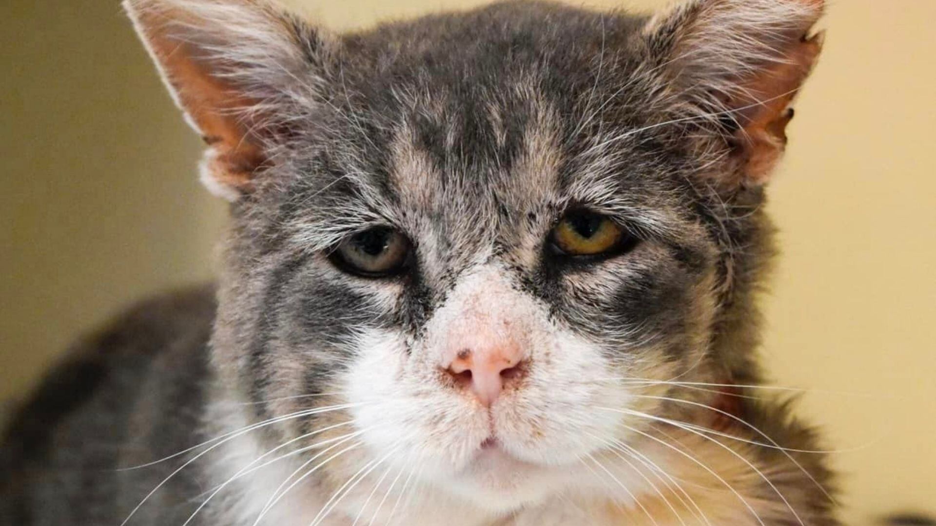 El gato de los ojos tristes que encontró una nueva familia después de ser rescatado (Facebook Española Humane)