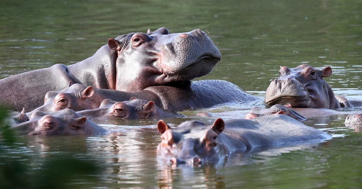 Colombia evaluates sending Pablo Escobar's hippos to Mexico and India