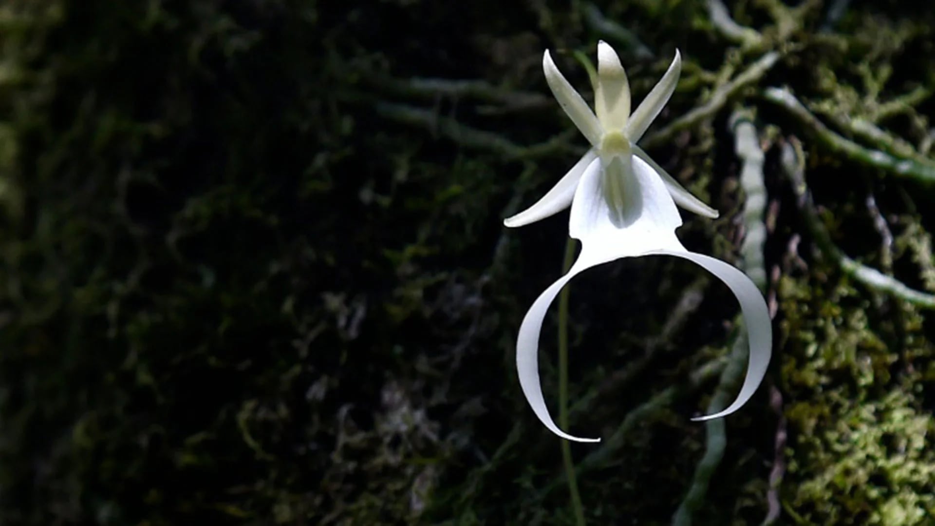 La orquídea fantasma está en peligro de extinción (AFP)