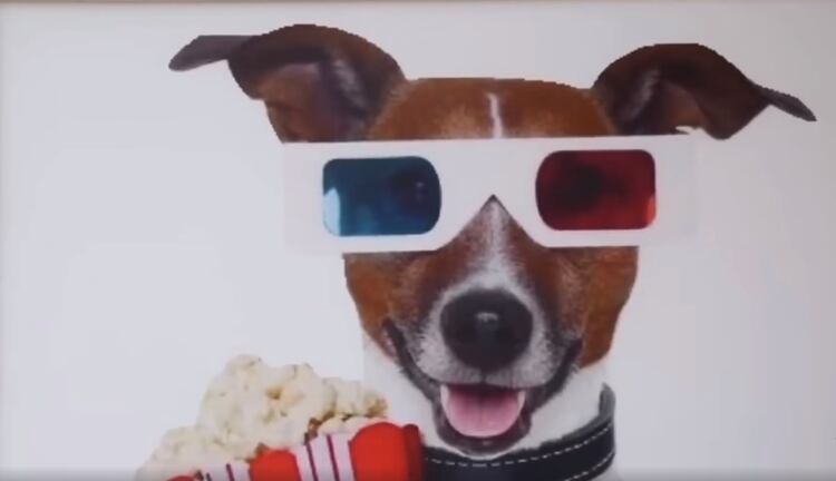 Ir al cine ya no será lo mismo para los amantes de los perros (Foto: Facebook K9 Cinemas)