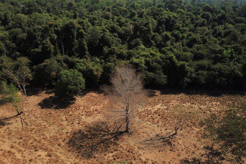 Científicos brasileños han demostrado que la ADE podría ser un arma secreta para acelerar la reforestación en la Amazonía, donde se ha perdido el 18%, o alrededor de 780.000 km2, desde la década de 1970 / REUTERS/Amanda Perobelli