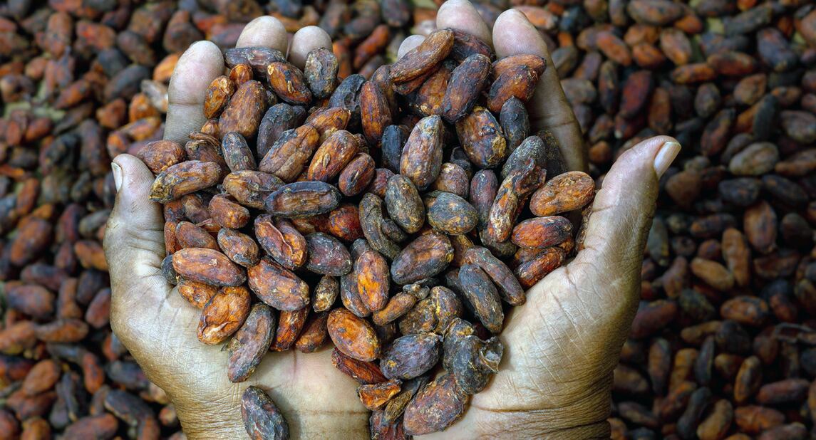 Las mujeres en zonas rurales de Colombia han visto un cambio positivo en su rol dentro de la industria del cacao, obteniendo reconocimiento y mejorando su capacidad productiva