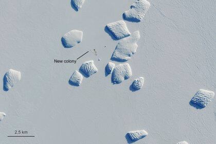 Las marcas apuntan a una  mancha de guano de pingüino en una imagen capturada por el satélite europeo Sentinel-2 el 26 de agosto del 2019. Científicos británicos dicen que existen más colonias de pingüinos emperadores en la Antártida de lo que se pensaba. (Copernicus Sentinel-2/ESA via AP)