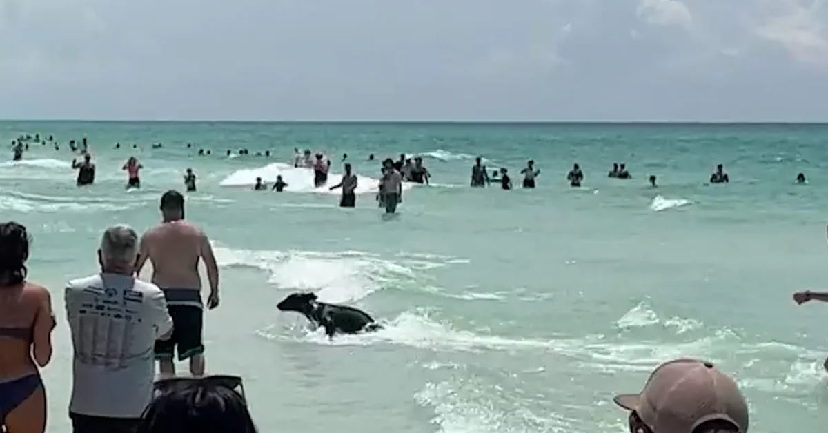 Unusual: A black bear cub washed up on a crowded Florida beach and drowned