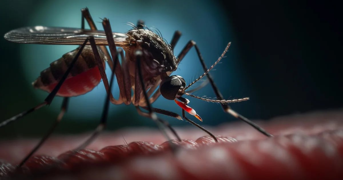 Storica epidemia di dengue in Argentina: ci sono già stati 197 morti e più di 269.000 casi