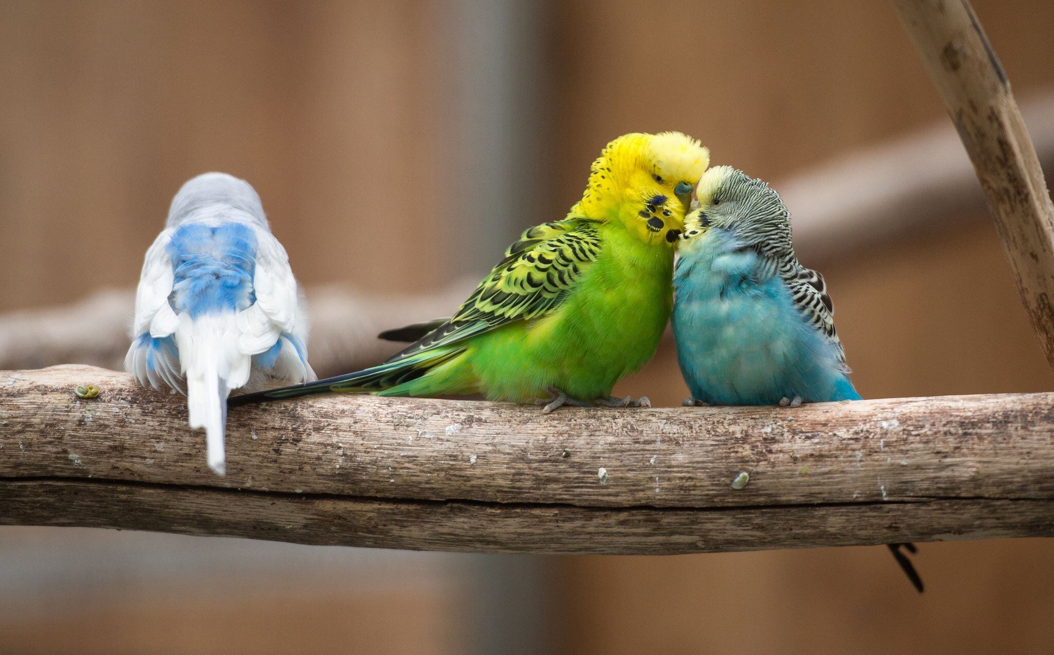 El exceso de nueces y semillas no es saludable para las aves de compañía: les dificulta el vuelo y desplaza los intestinos. Foto: Silas Stein/dpa