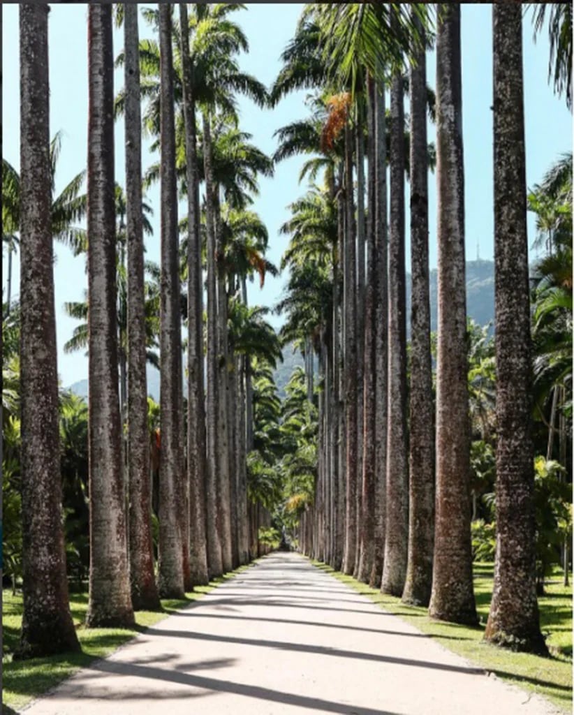 Jardín Botánico en Río de Janeiro, Brasil (Instagram: Paulo del Valle)