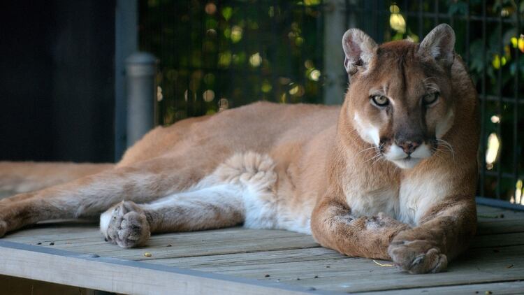El Puma Oriental fue declarado extinto en 2018.