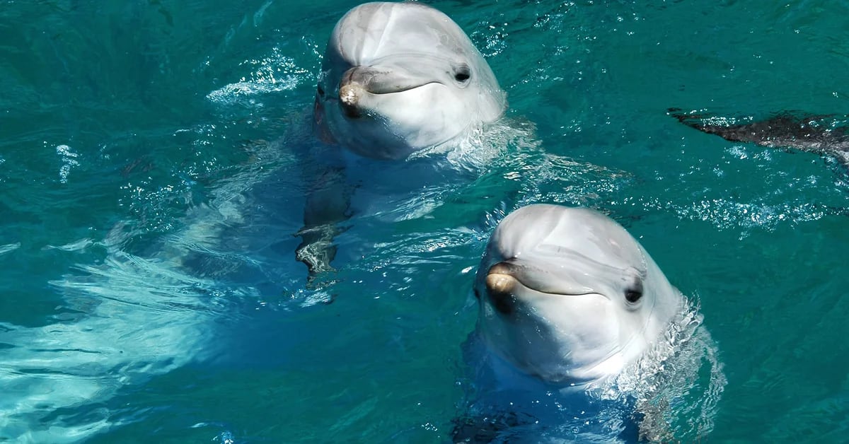 Delfiny są najzdolniejszymi po ludziach w strategicznych sojuszach