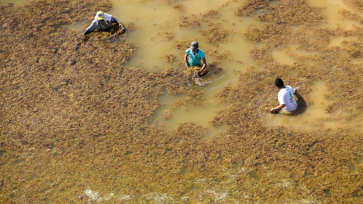 El sargazo también afectó la actividad turística de la Riviera Maya. (Foto: EFE)