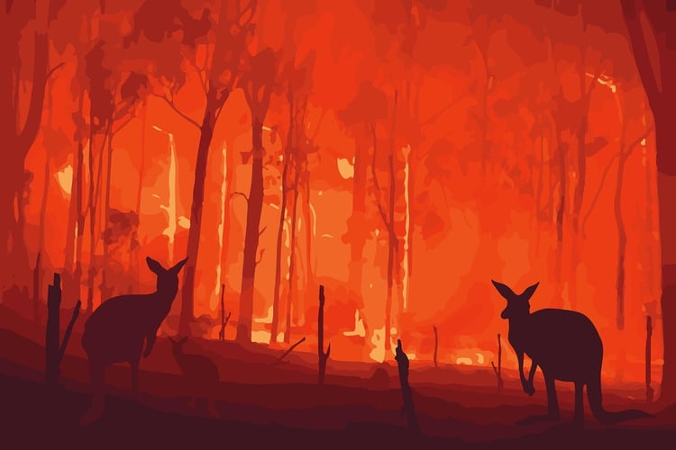 Hay 26 muertos, más de 2.000 viviendas destruidas, más de 5 millones de hectáreas arrasadas y mil millones de animales afectados a causa de los incendios (Shutterstock)
