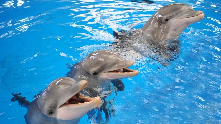 La última muerte se produjo el jueves, cuando el delfín Kai tuvo que ser sacrificado después de dos semanas enfermo (Foto: archivo)