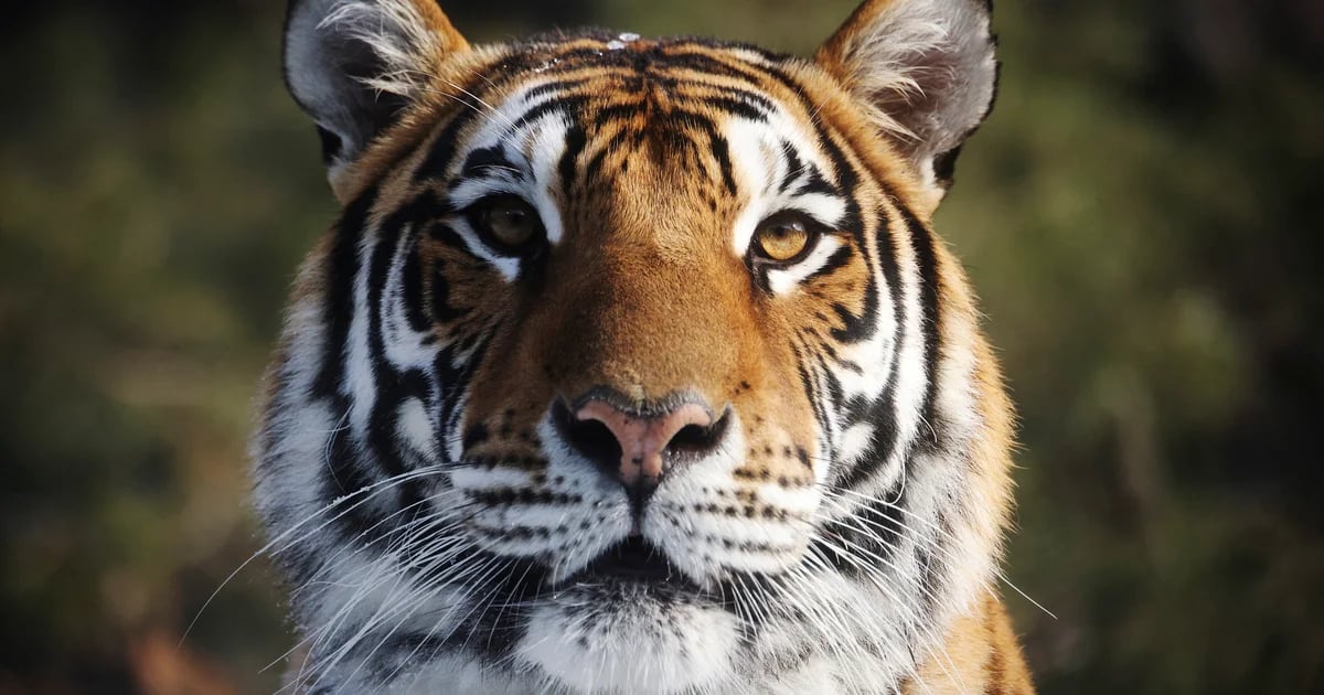 A man died after being attacked by a Siberian tiger that had earlier killed his pet
