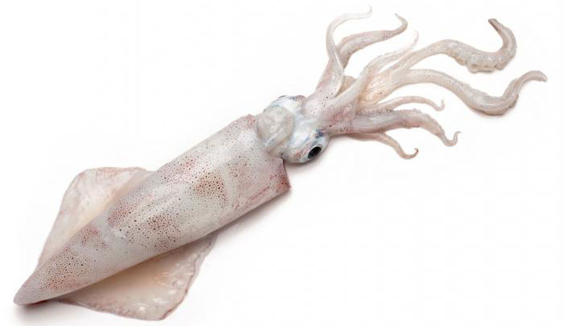 El calamar argentino es una de las especies más buscadas por los pesqueros chinos 