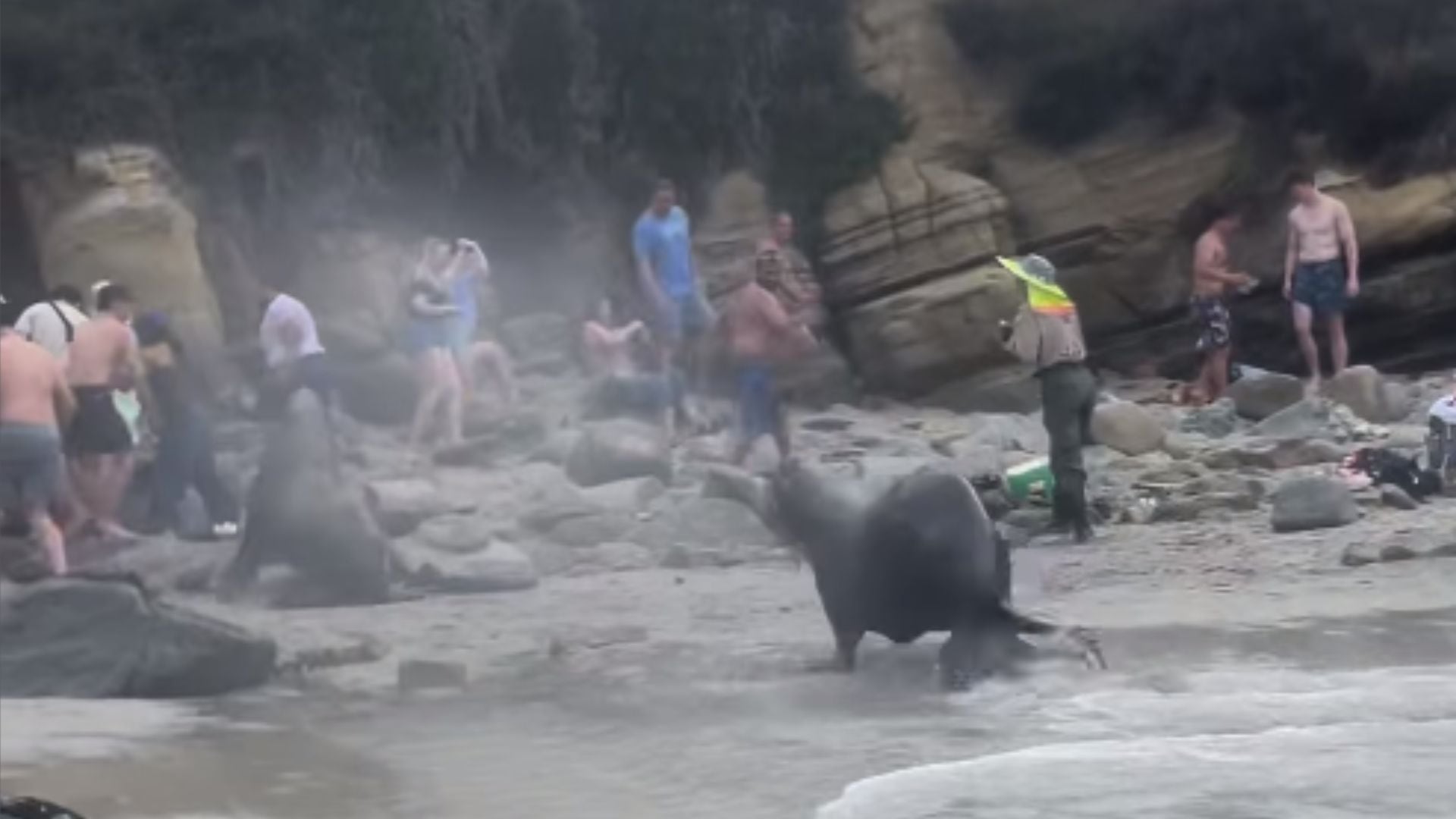 De quién es la playa? El ataque de leones marinos a turistas en playa de  San Diego provocó debate en redes sociales - Infobae
