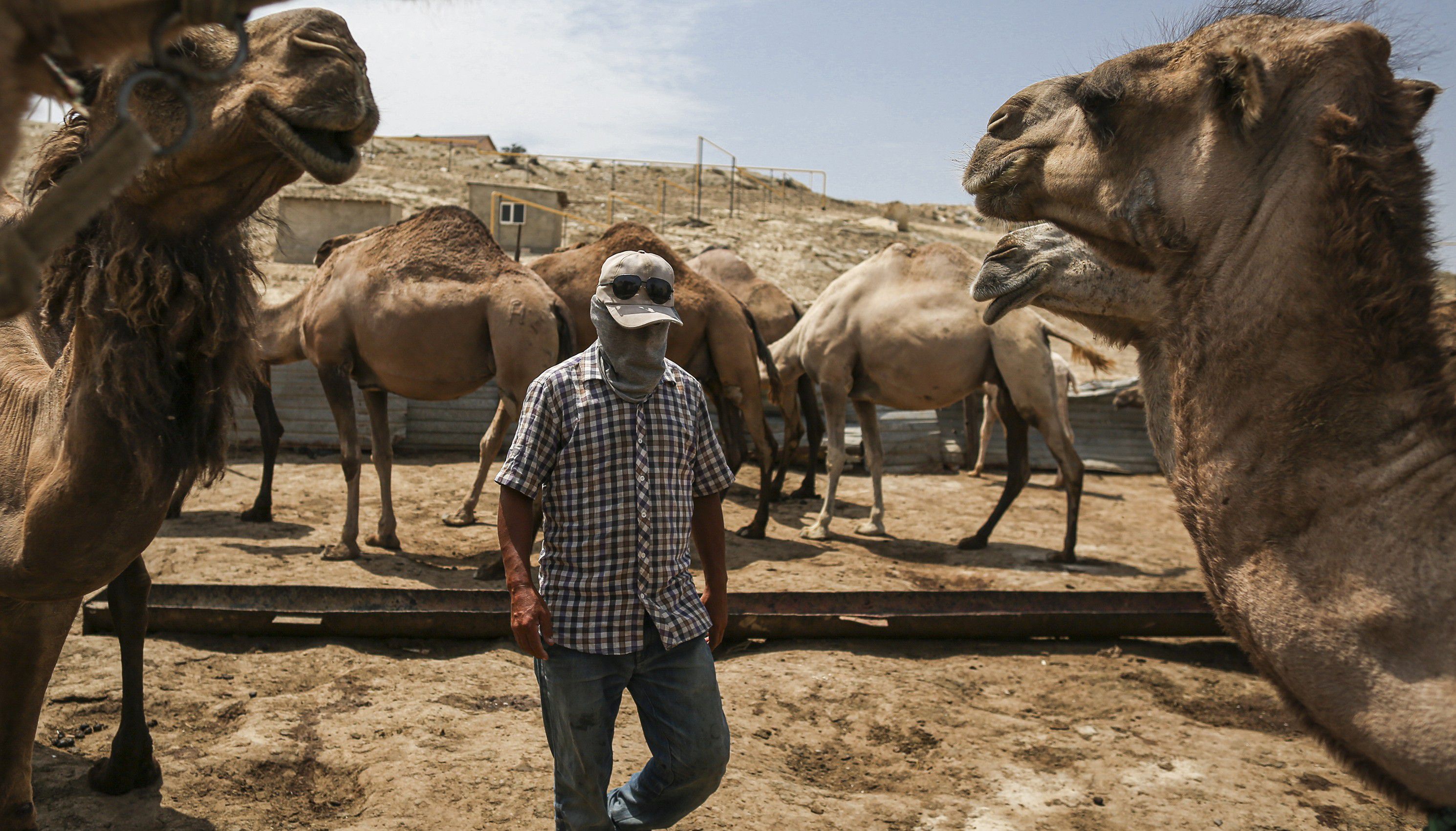 A diferencia del COVID, que aún se desconoce quién fue el huésped que permitió el salto zoonótico (de animales a humanos), en el MERS pudo identificarse a los camellos / (Tara Todras-Whitehill/The New York Times)