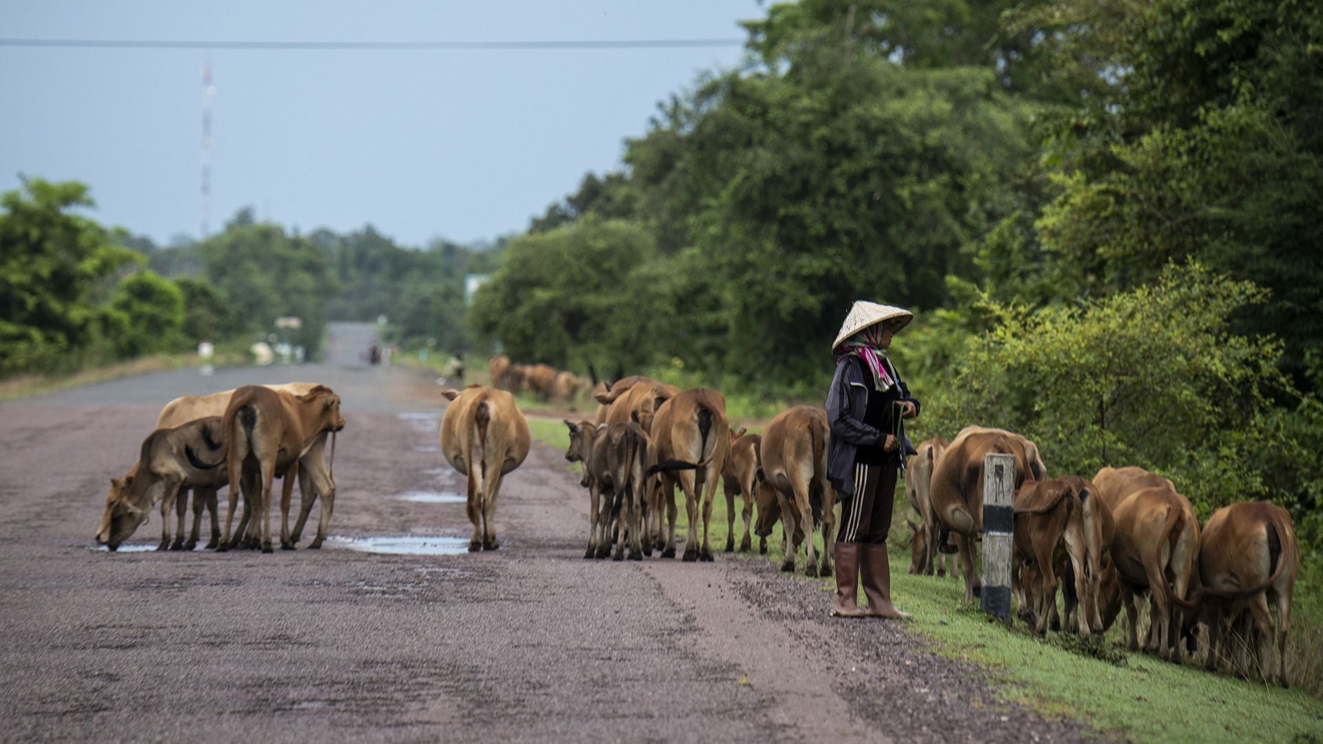 Una persona es vista con un rebaño de vacas a lo largo de la autopista AH 11 que va de Vientiane, Laos, a Sihanoukville, Camboya, el 21 de agosto de 2022 en Si Phan Don, Laos (Getty Images)