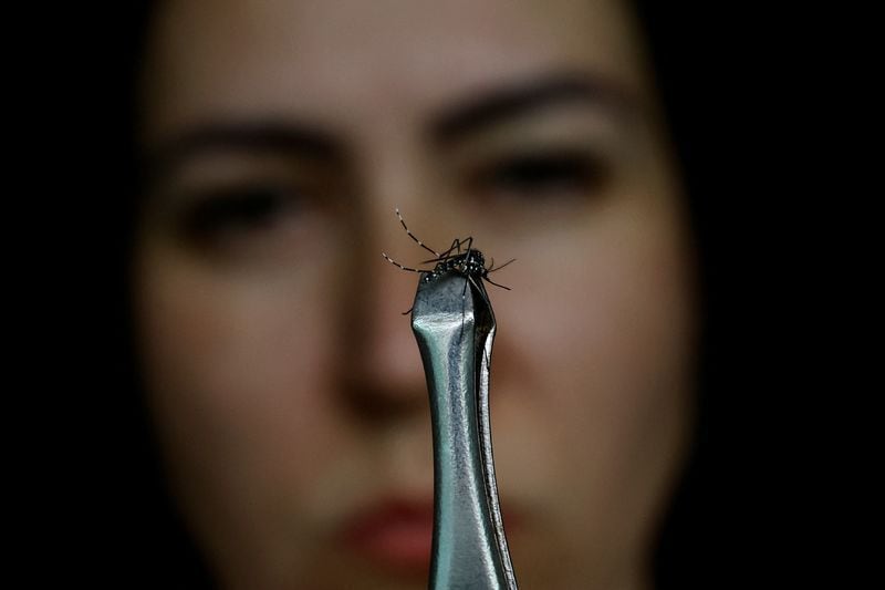 El cambio climático impulsa la propagación del mosquito Aedes aegypti y genera , además, un incremento récord de casos de dengue en América Latina  REUTERS/Ueslei Marcelino/Archivo