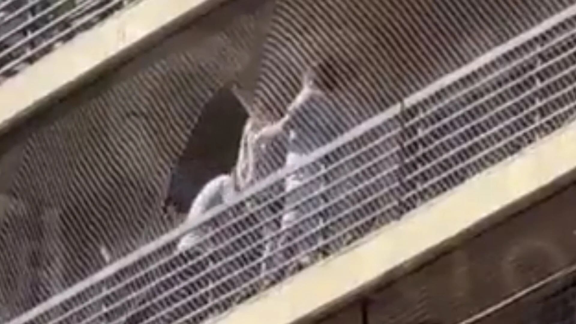 Video: así fue el dramático rescate de un niño que quedó colgado de un octavo piso en Rosario