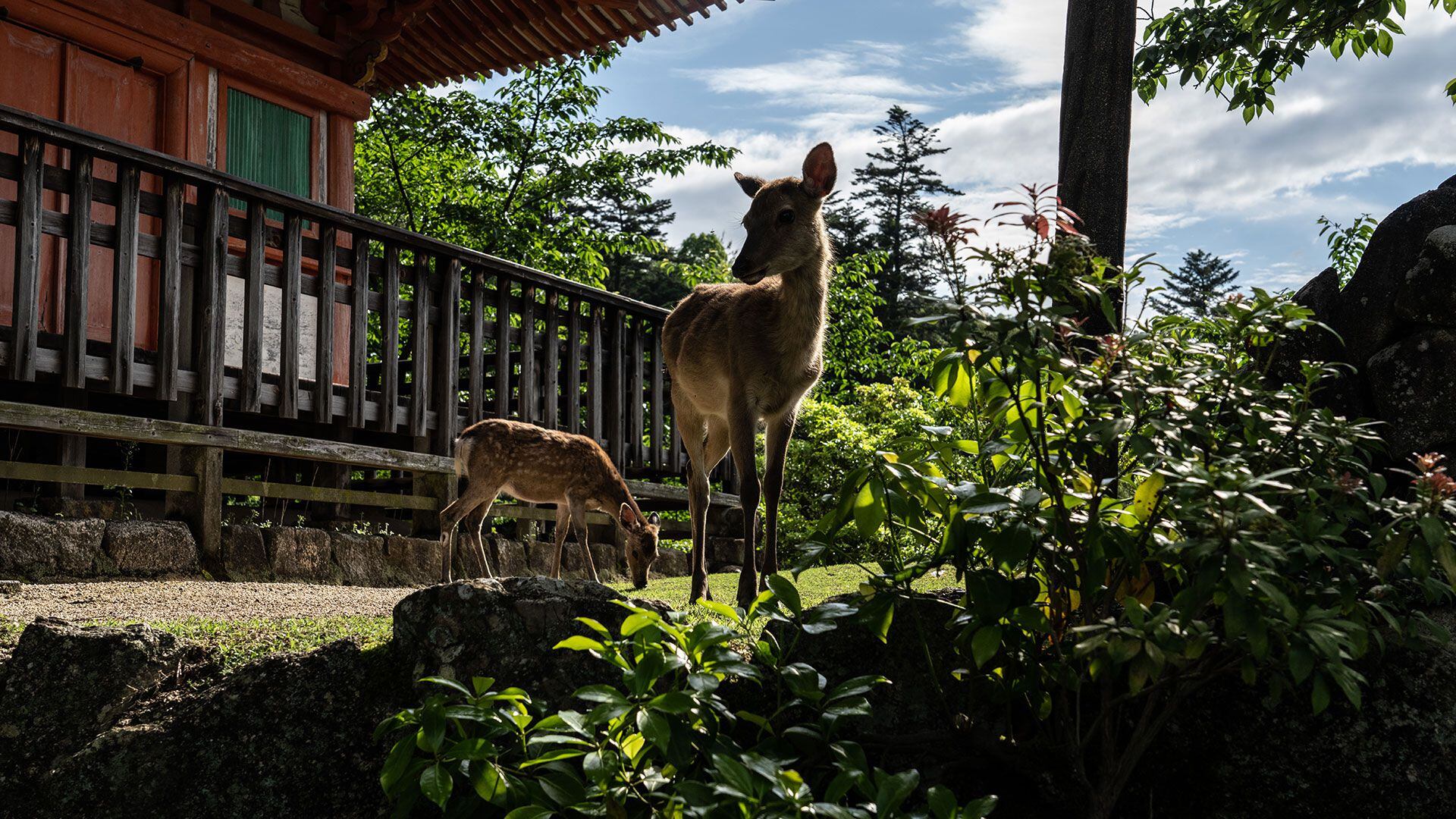 "El virus se ha detectado en gatos, perros, roedores, ciervos, simios y una variedad de animales de granja y zoológico", señaló la experta 
(Photo by Carl Court/Getty Images)