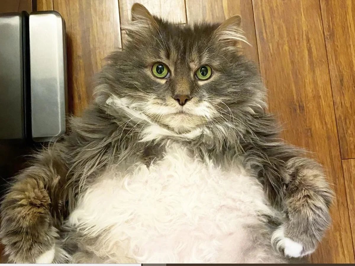 Gato Con Obesidad Mórbida Tiene Problemas Para Encontrar Hogar Infobae