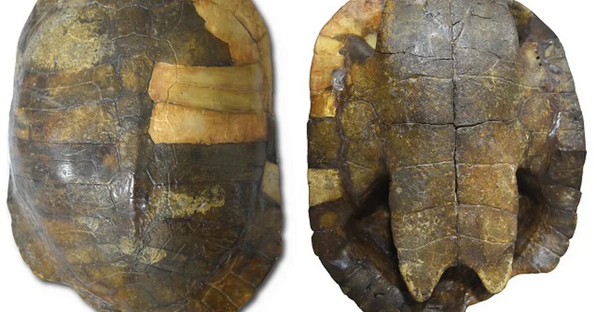 A paleontologist has discovered the oldest turtle fossil in Colombia: it is 13 million years old