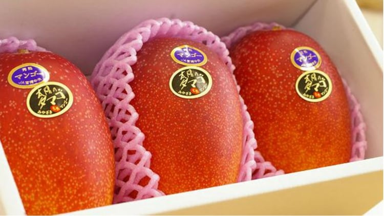 Estos mangos se los conocen por su criterio estricto en cuanto a peso (siempre más de 350 gramos) y a su alto nivel de azúcares