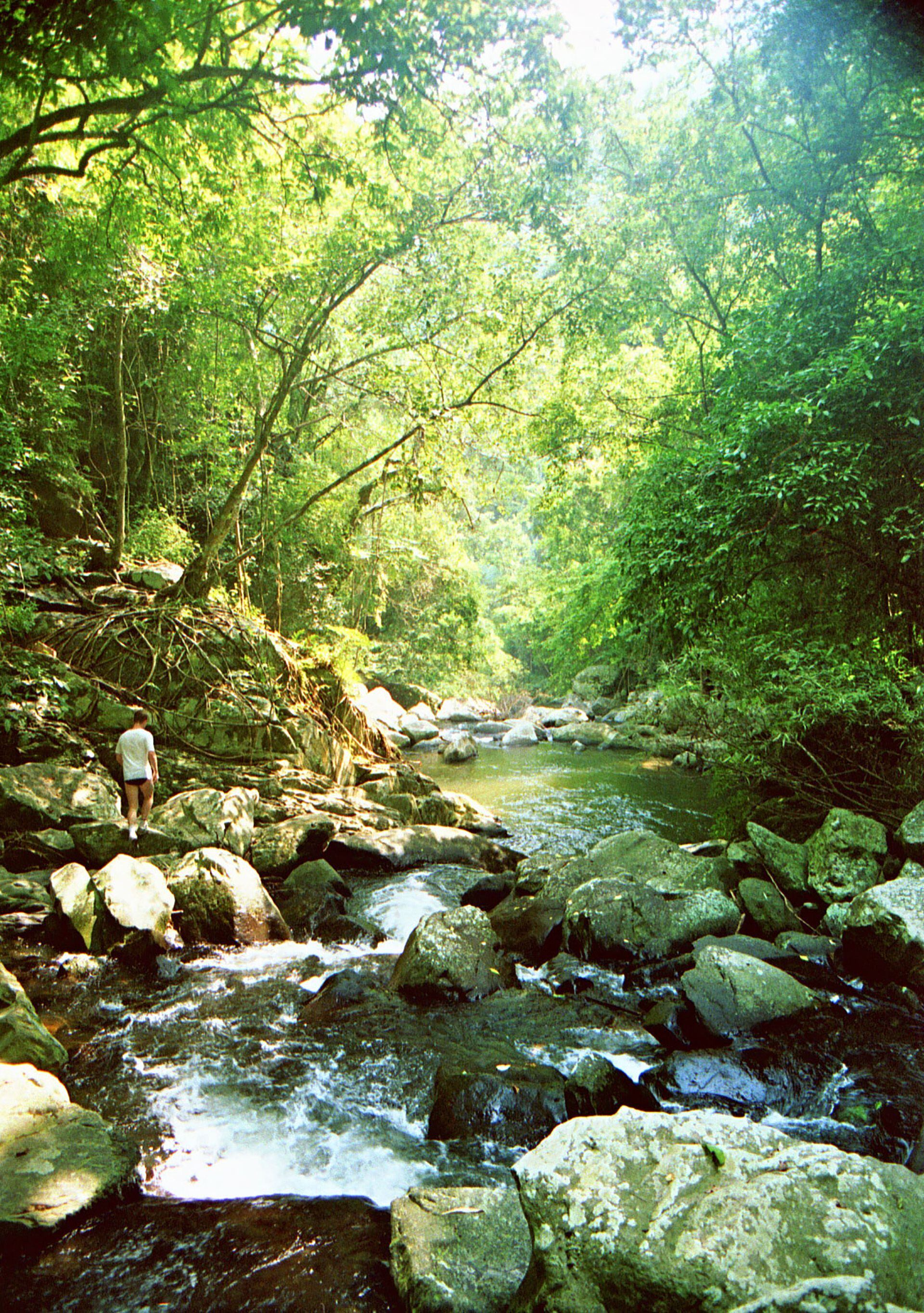 El complejo forestal de Kaeng Krachan (Tailandia)