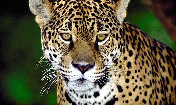 El 1 de marzo de 2018, la Conferencia de las Partes del Convenio sobre Diversidad Biológica (COP14) dispuso que cada 29 de noviembre se celebre el Día Internacional del Jaguar 