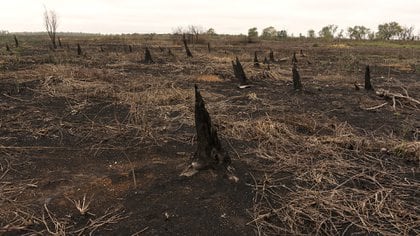 De acuerdo a los datos preliminares oficiales, alrededor de 200.000 hectáreas fueron alcanzadas por los incendios que desde junio se registraban en la provincia (foto: Sebastian Lopez Brach)