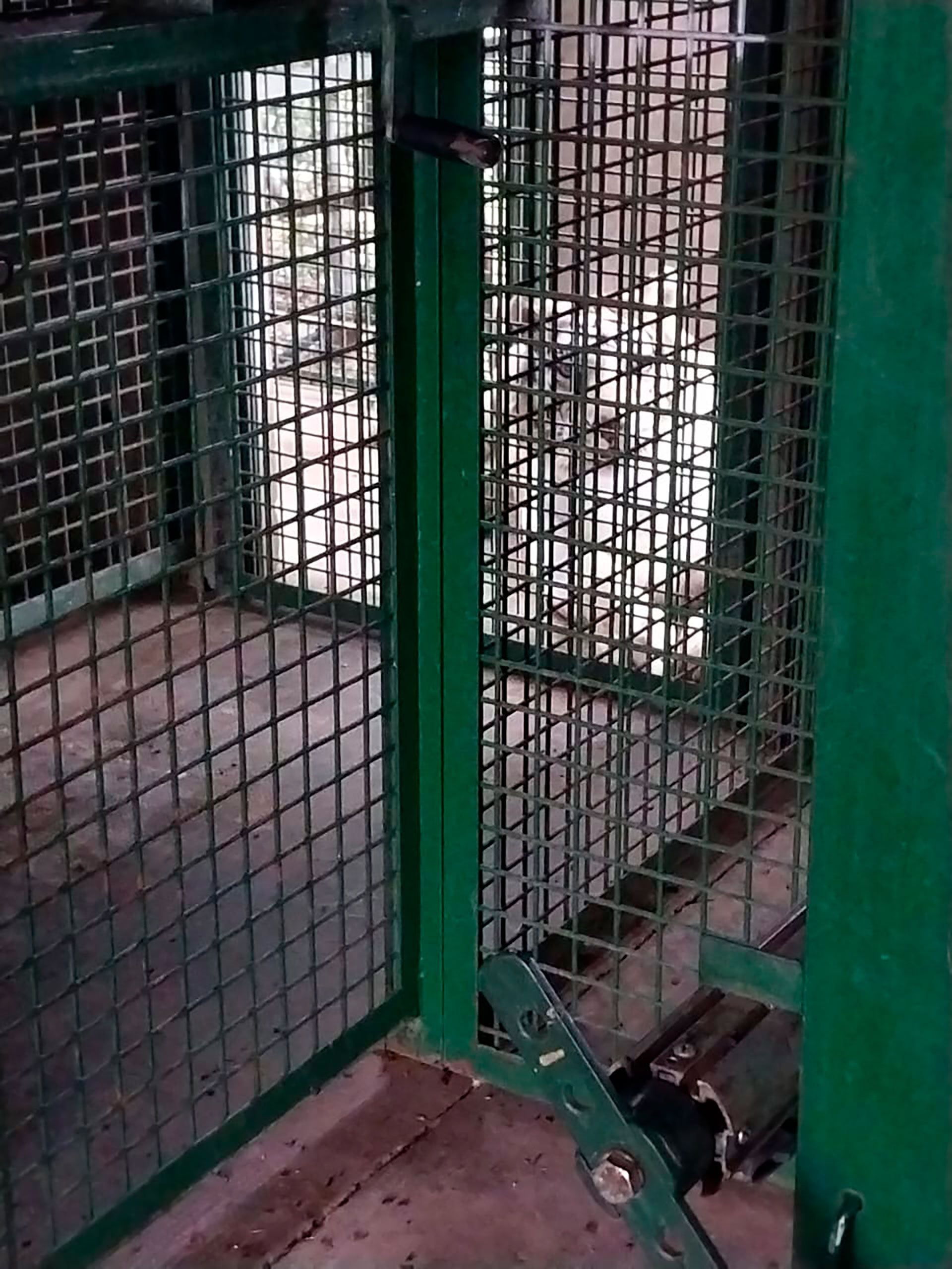 Una imagen del interior del sector donde descansan los felinos y donde se ubica la caja fuerte