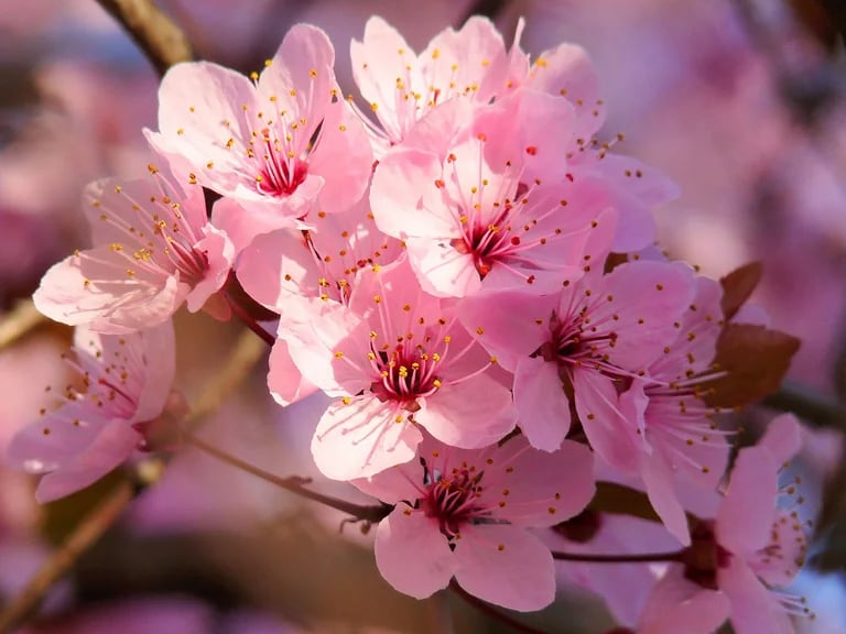 Las 10 flores que serán tendencia durante la primavera - Infobae