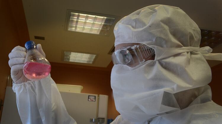 Dominici explica que en la reproducción de éstas células no existen agregados extraños ni hay mutación genética. Foto: Fernando Calzada. 