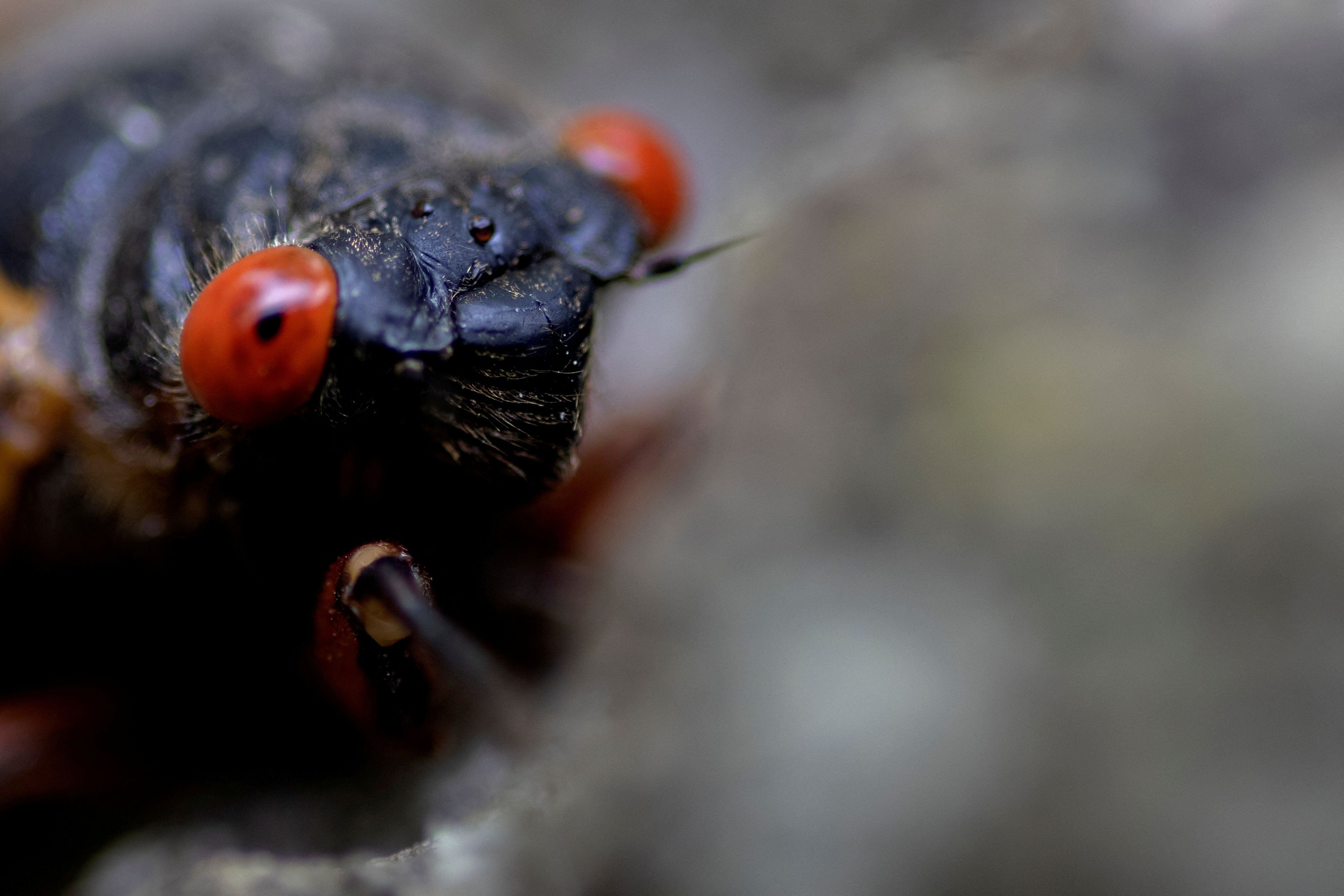 Los científicos tenían la creencia de que al ser insectos pequeños, las cigarras orinarían gotas. (REUTERS/Carlos Barria/File Photo)