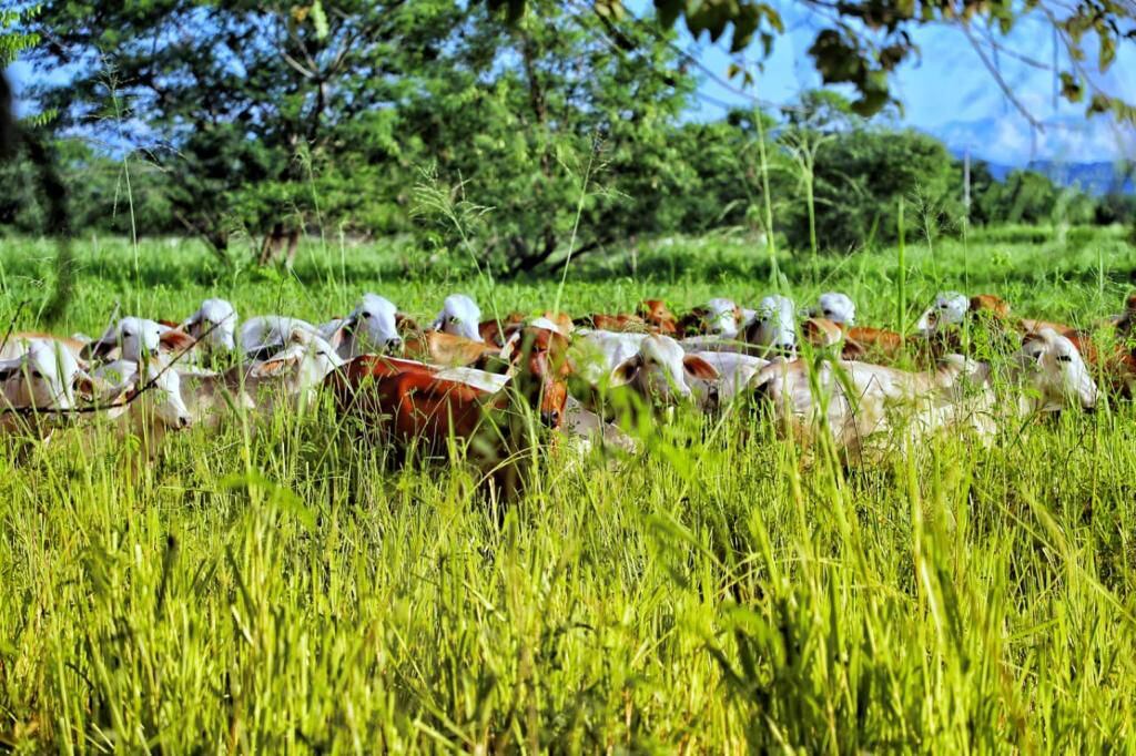 Los ganaderos son piezas fundamentales para contrarrestar los efectos del cambio climático. FOTO: Fedegán