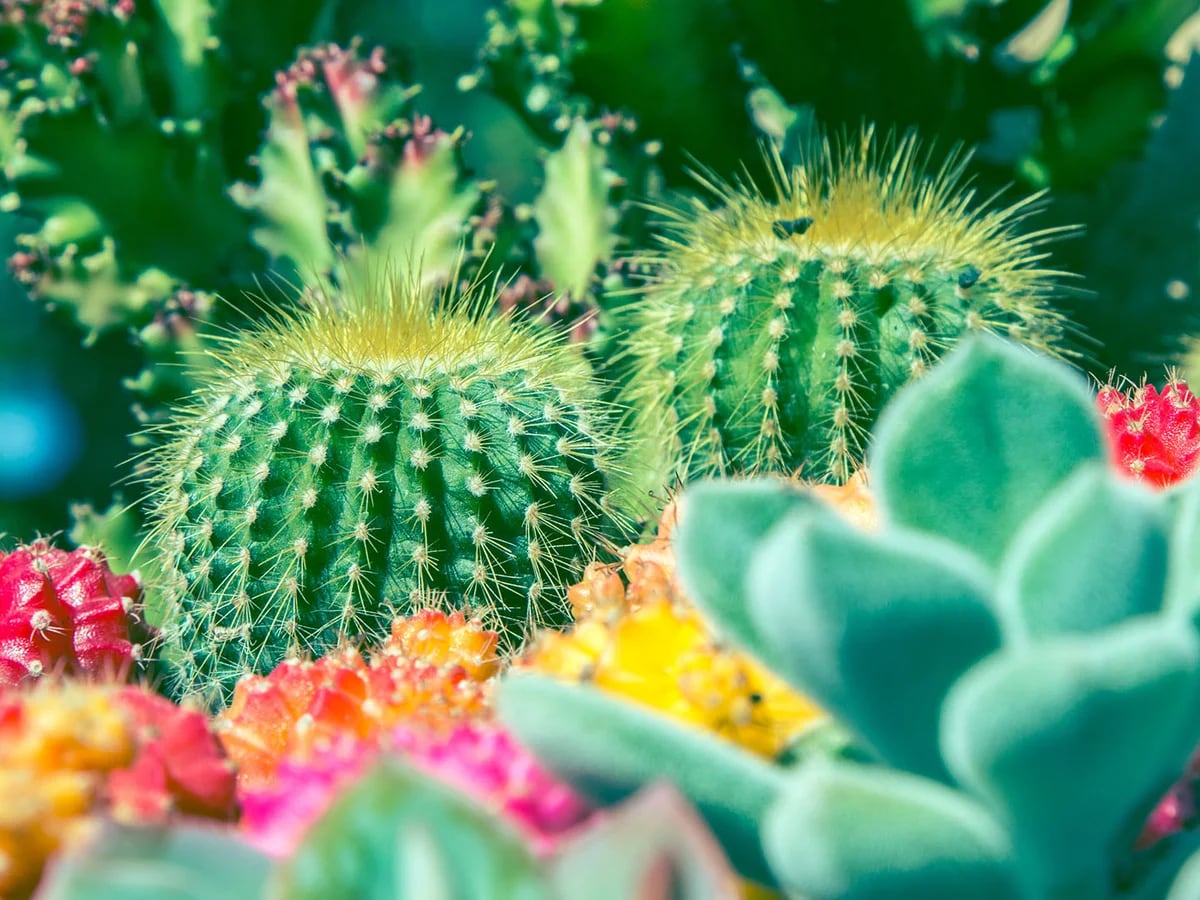 Cactus y suculentas: la alternativa chic para decorar el hogar - Infobae