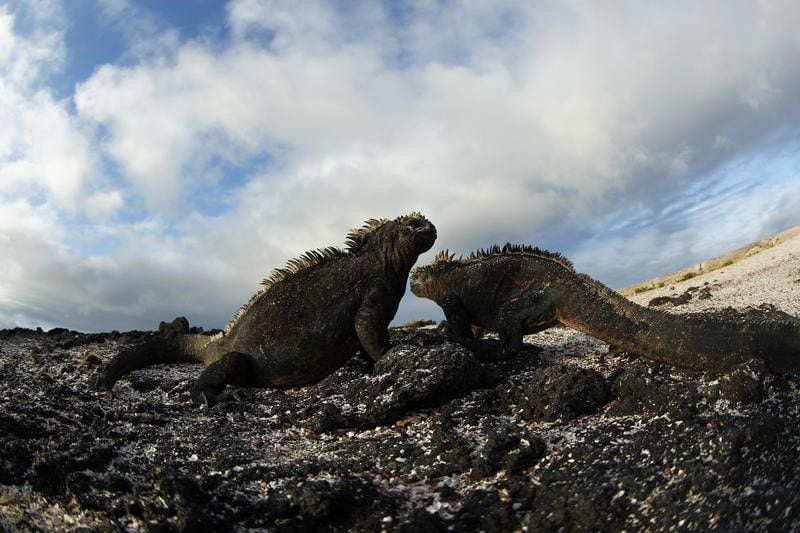 Iguanas en Punta Albemarle, en la isla Isabela, en el Parque Nacional Galápagos, en Ecuador. 22 de agosto de 2013.  REUTERS/Jorge Silva