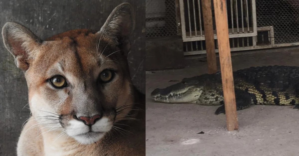 Chiapas Zoo and Xcaret Park have exchanged cougar and crocodile specimens