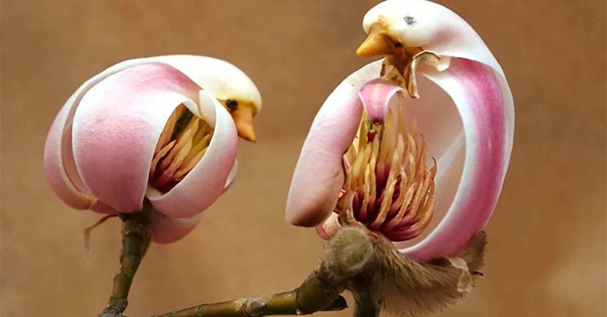 Es un pájaro o una flor? Alucinantes imágenes de la magnolia que parece un  ser vivo - Infobae