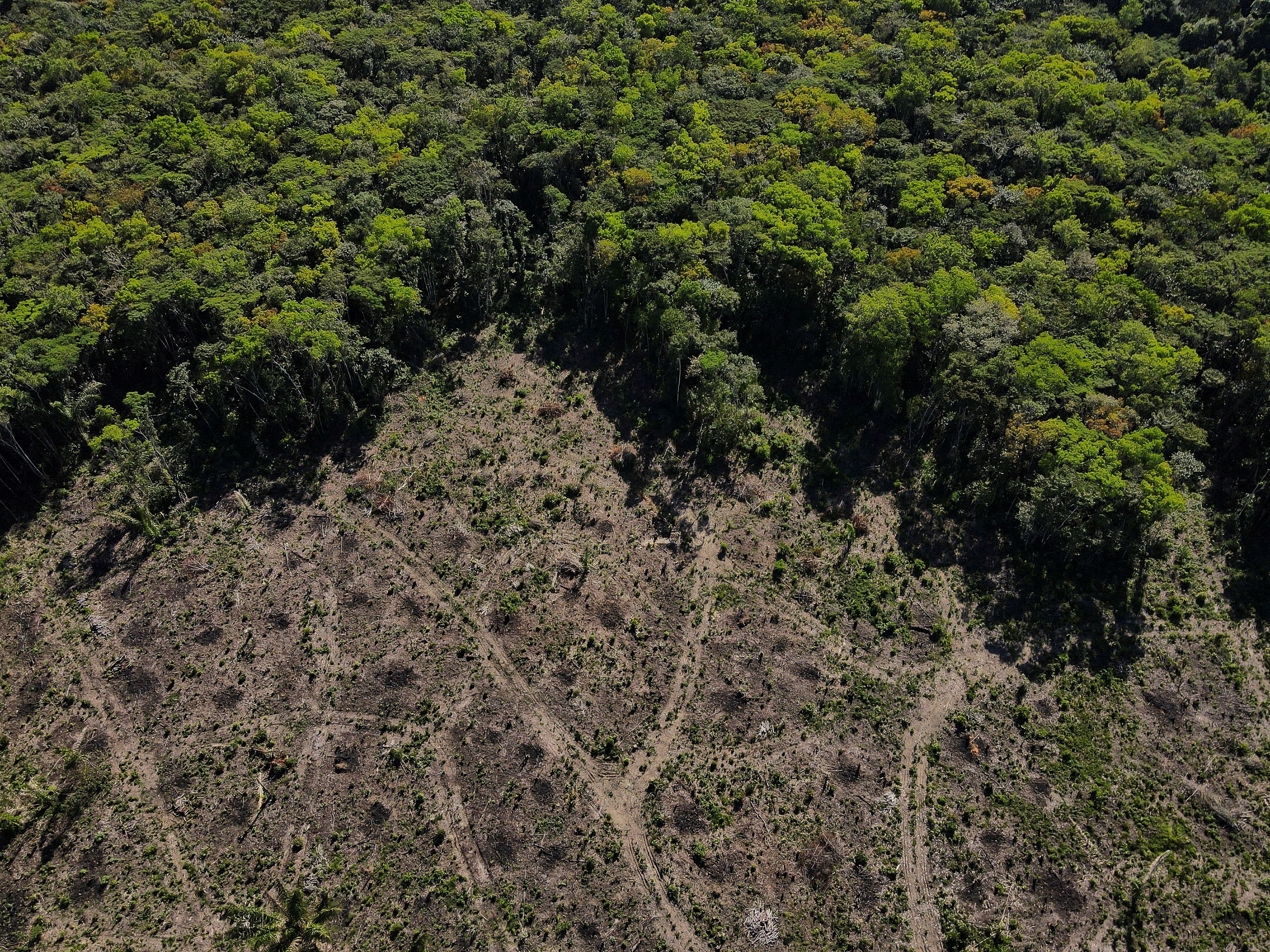 La deforestación en el Amazonas está revelando la presencia de civilizaciones ocultas por el follaje (REUTERS/Bruno Kelly/File Photo)