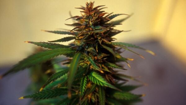 Flor de la planta de cannabis (Getty Images)