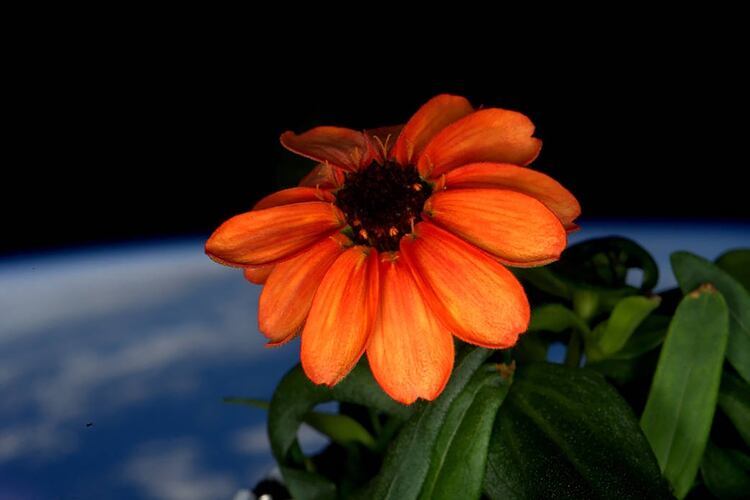 Una flor zinnia florece en un área de la cúpula de la EEI. (Scott Kelly/NASA via The New York Times)