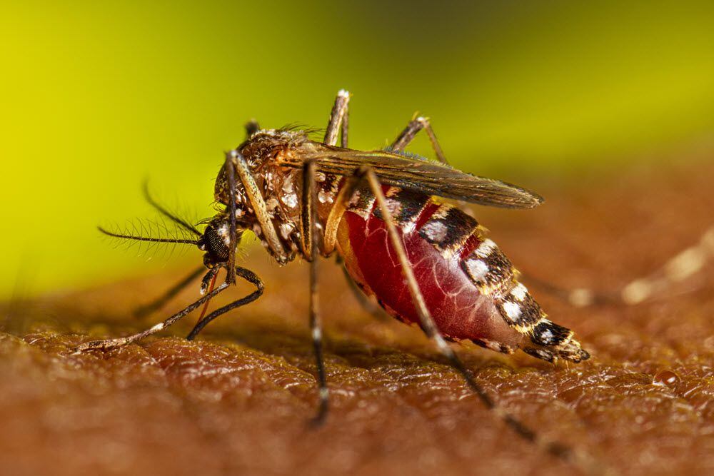 Aedes aegyptii mosquito biting a person.  CREDIT CDC