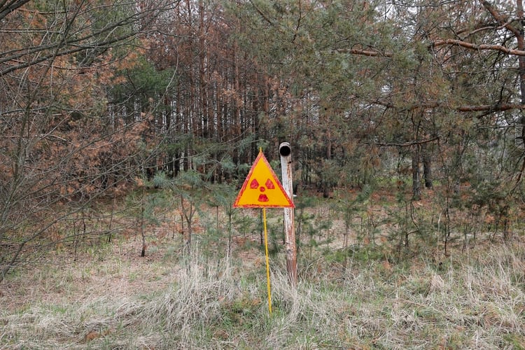 El “Bosque Rojo”, la forma como se conoce al cementerio vegetal que quedó en el área de cientos de kilómetros afectados por el escape radiactivo