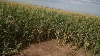 La Bolsa de Cereales de Buenos Aires proyecta una cosecha total de maíz de 46 millones de toneladas. 