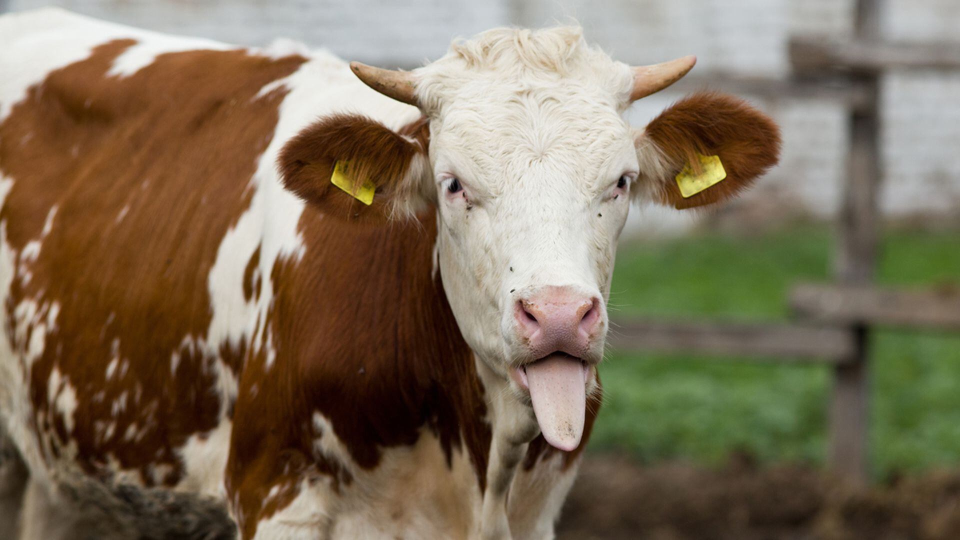 Las vacas marrones o con manchas marrones, responsables de la leche chocolatada para el 7% de los estadounidenses foto: archivo infobae